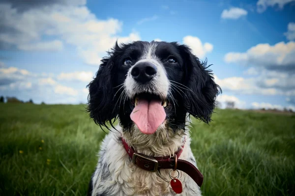 Puppy Guidance and Behavior Support Arizona